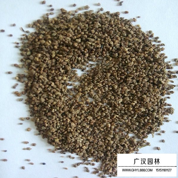 綠地膚種子(圖2)