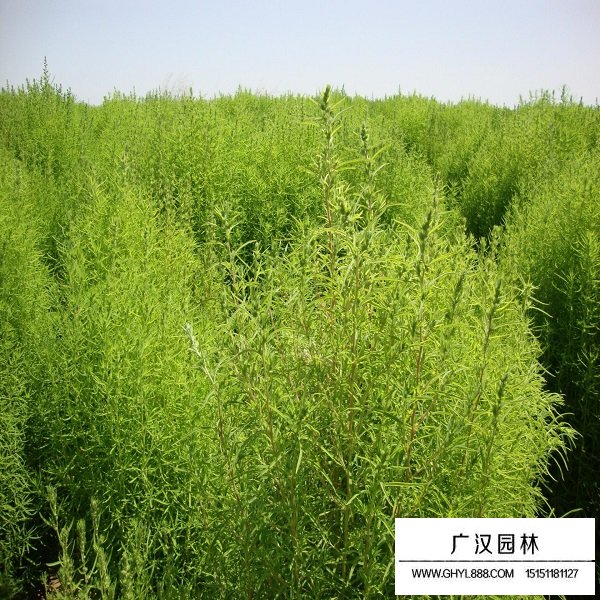 綠地膚種子(圖3)