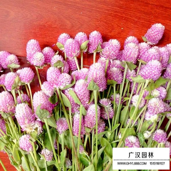 千日粉種子(圖1)