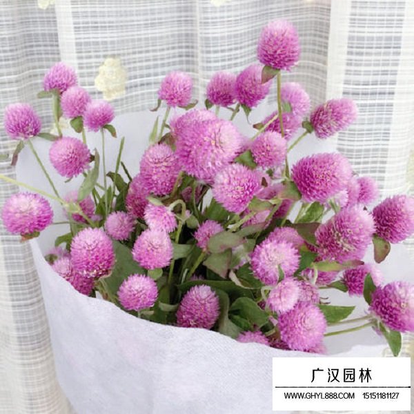 千日粉種子(圖2)