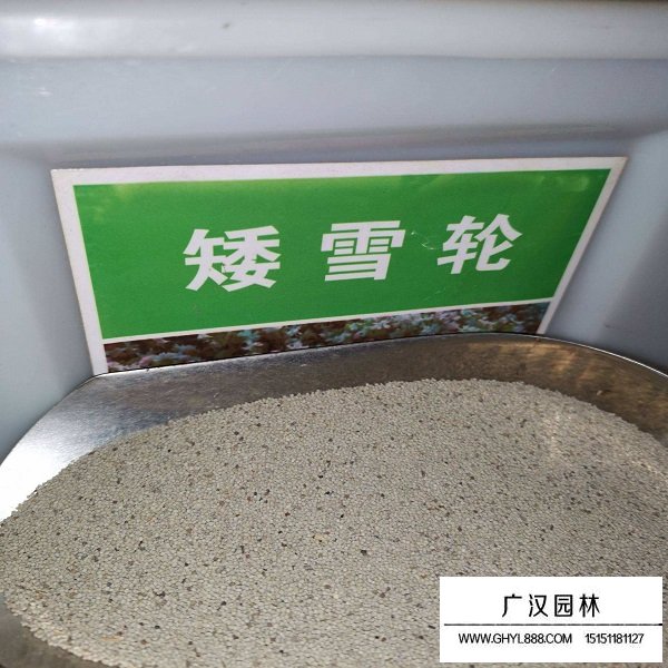 矮雪輪種子(圖1)