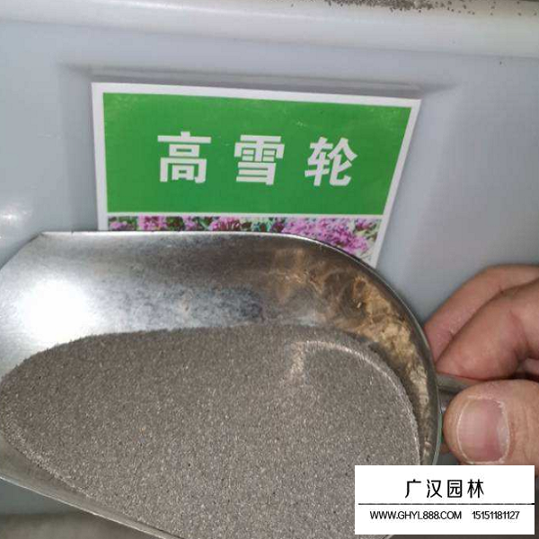 高雪輪種子(圖2)