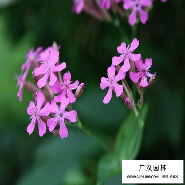 高雪輪種子(圖3)