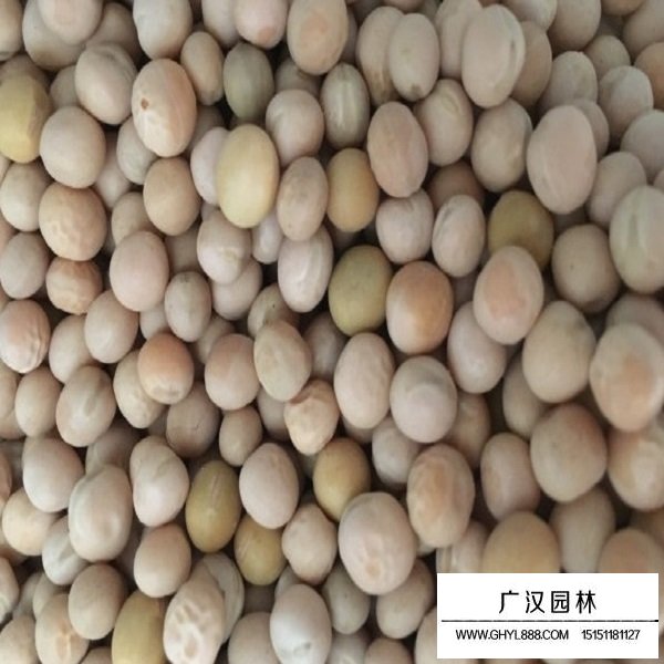 香豌豆種子(圖1)