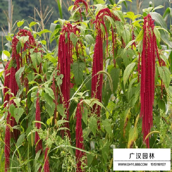 尾穗莧種子(圖4)