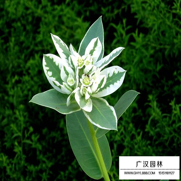 銀邊翠種子(圖1)