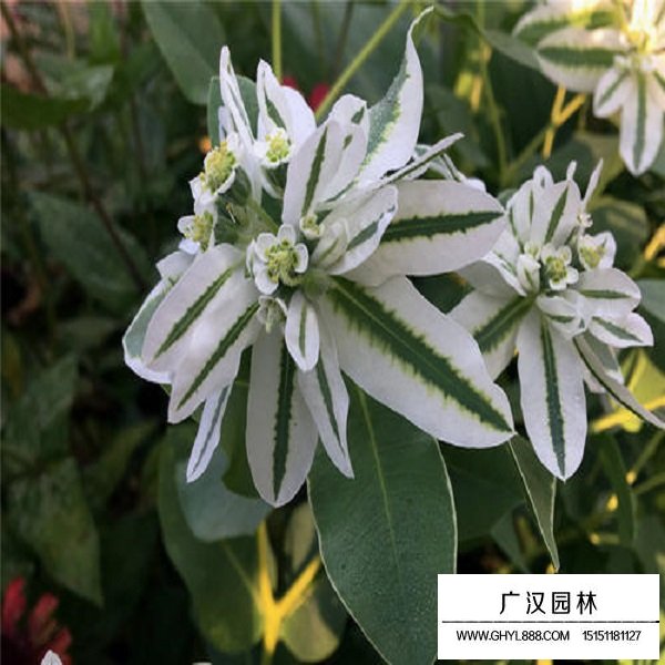 銀邊翠種子(圖4)