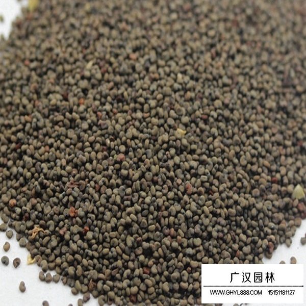 剪秋蘿種子(圖1)