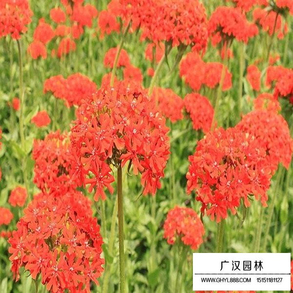 剪秋蘿種子(圖4)