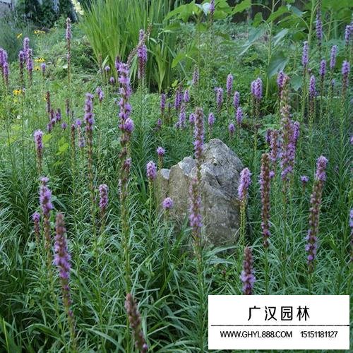 蛇鞭菊種子(圖3)