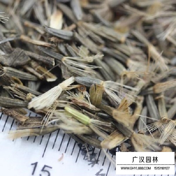 蛇鞭菊種子(圖4)