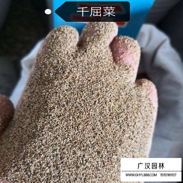 千屈菜種子(圖1)