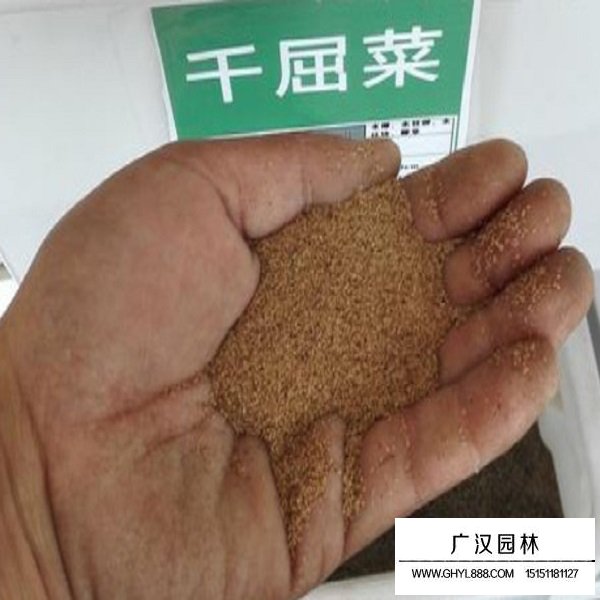 千屈菜種子(圖3)