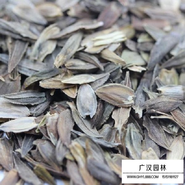 矮桿百日草種子(圖1)