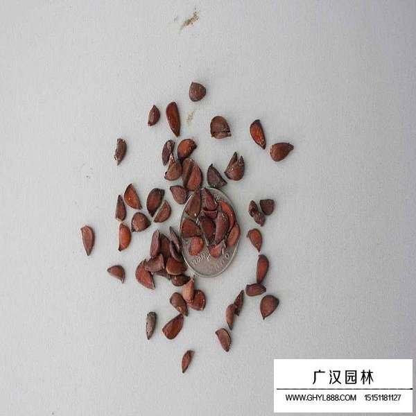 爬山虎種子(圖3)