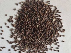 藍(lán)香芥種子