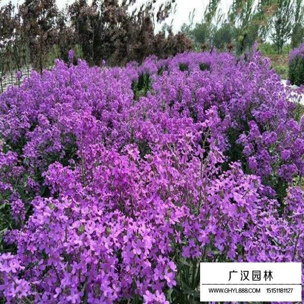 藍香芥種子(圖2)