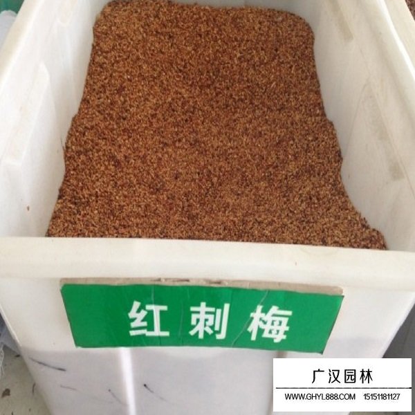 紅刺玫種子(圖2)