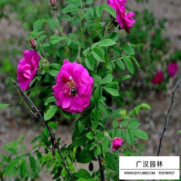 紅刺玫種子(圖3)