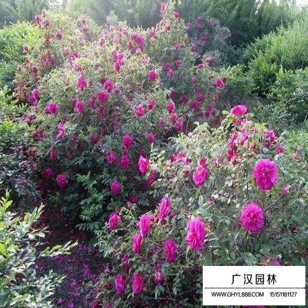 紅刺玫種子(圖4)