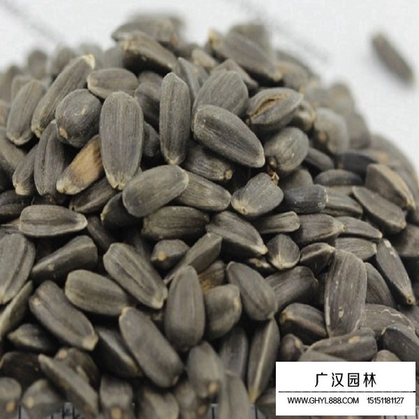 向日葵種子(圖1)