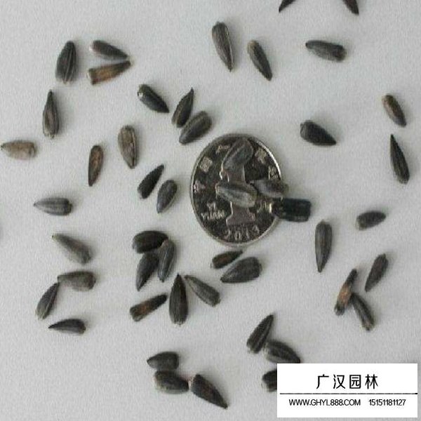 向日葵種子(圖2)