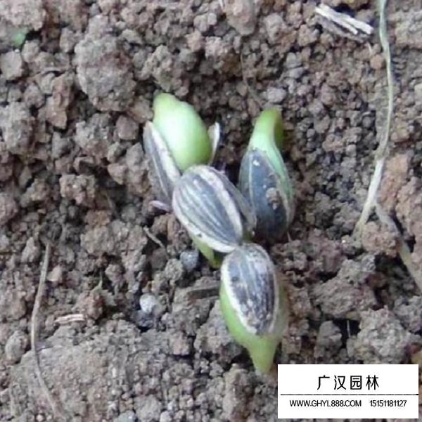 向日葵種子(圖3)