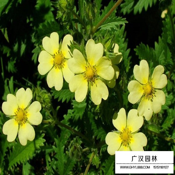 委陵菜種子(圖2)