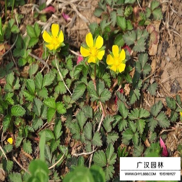 委陵菜種子(圖4)