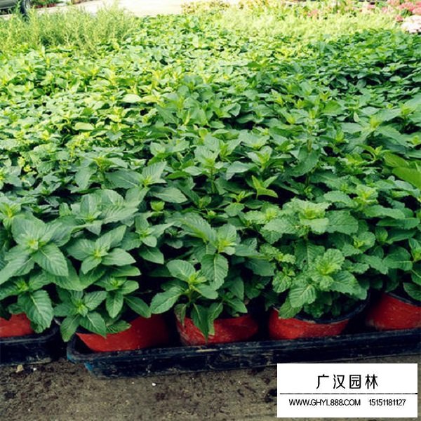 留蘭香薄荷種子(圖2)