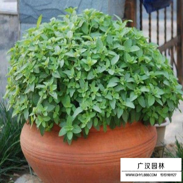 留蘭香薄荷種子(圖3)