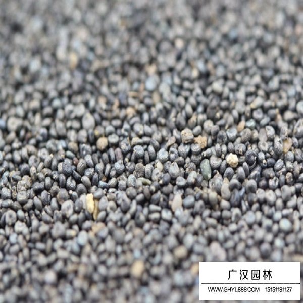 松葉牡丹單瓣種子(圖3)