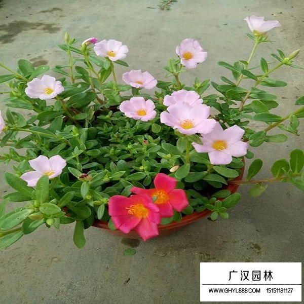 松葉牡丹單瓣種子(圖4)