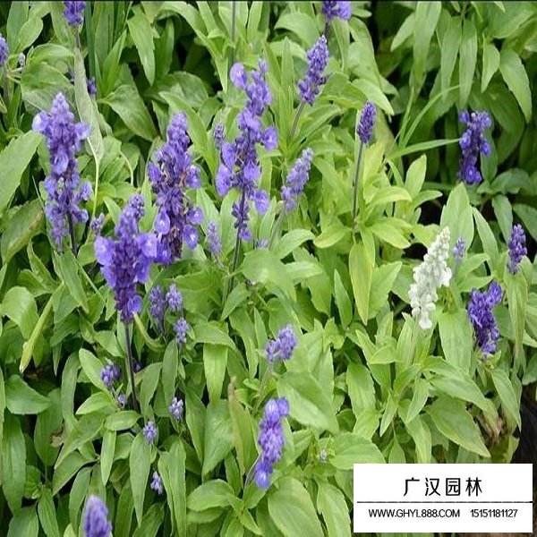 小籽鼠尾草種子(圖3)