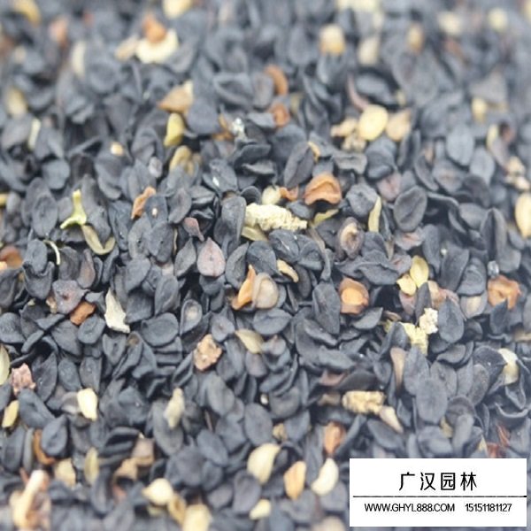 美國石竹種子(圖3)