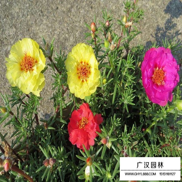 松葉牡丹復(fù)瓣種子(圖3)