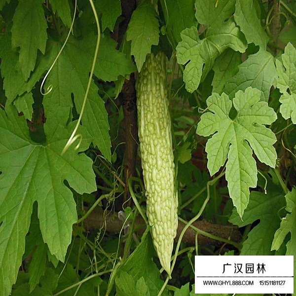 苦瓜種子(圖3)