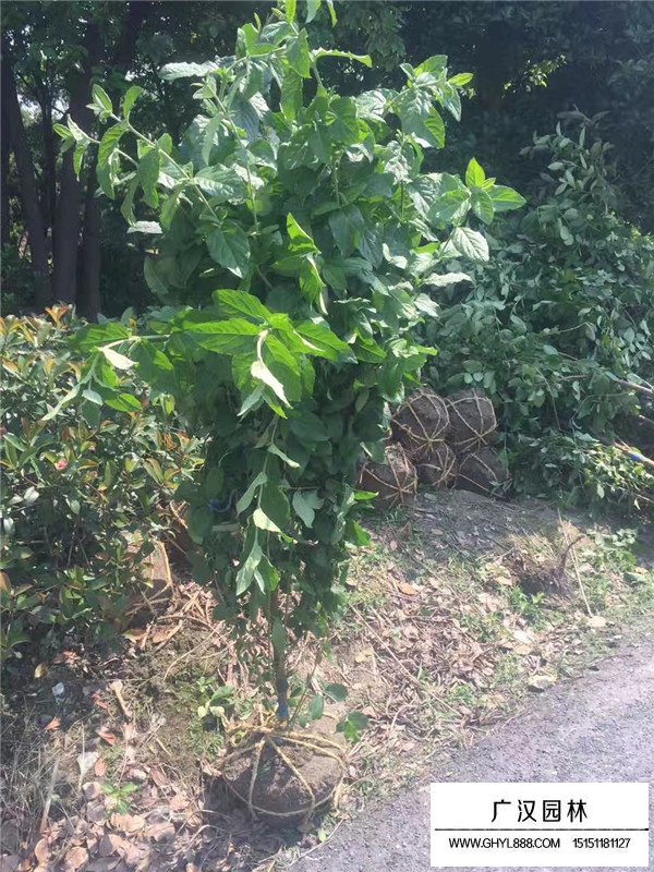 什么環(huán)境適合臘梅生長(zhǎng)？(圖1)