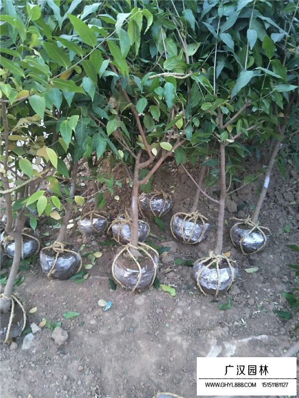 什么環(huán)境適合臘梅生長(zhǎng)？(圖3)