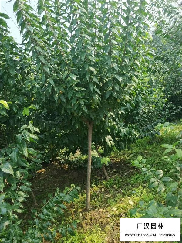 什么環(huán)境適合臘梅生長(zhǎng)？(圖4)