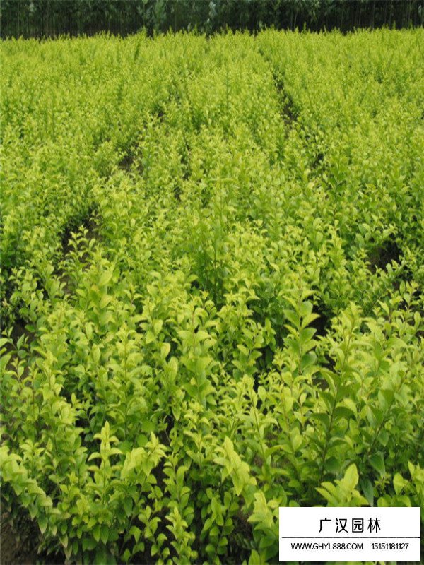 金葉女貞喜歡什么環(huán)境(圖3)