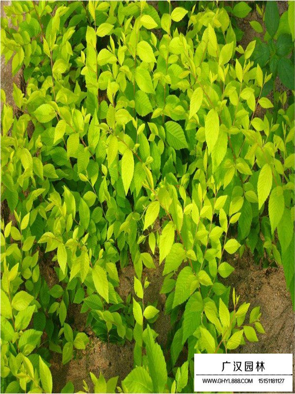 金葉榆的介紹(圖1)