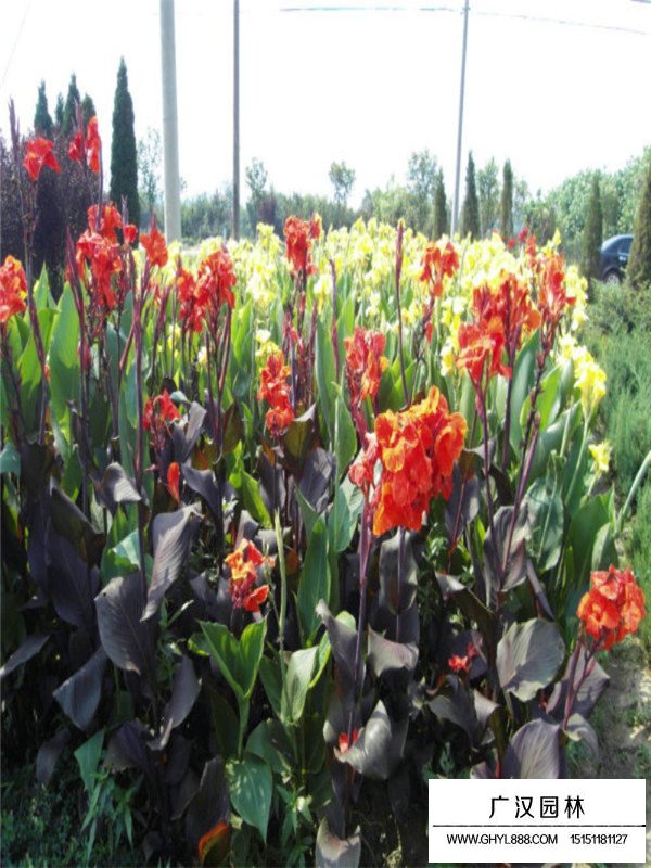 美人蕉的介紹(圖3)