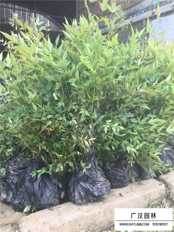 南天竹的介紹(圖1)