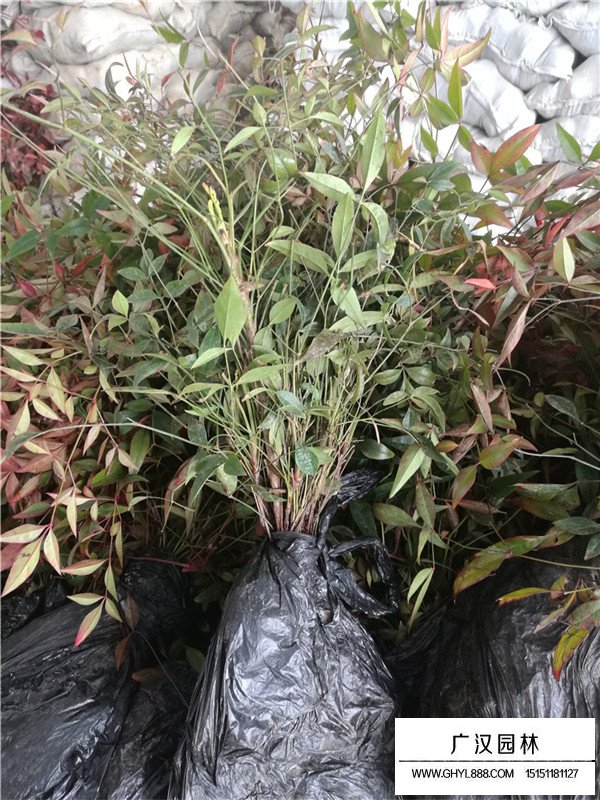 南天竹的介紹(圖2)