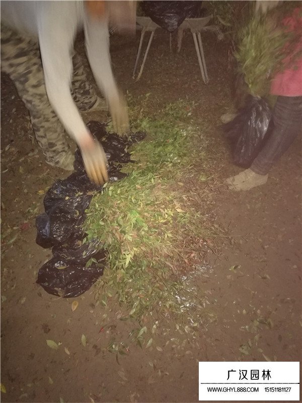 南天竹的介紹(圖4)