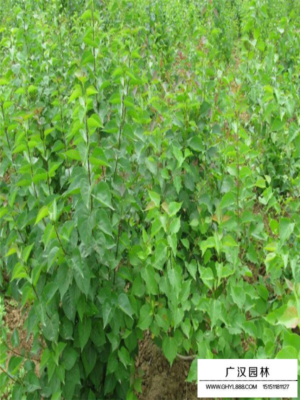 紫丁香生活在的妙用(圖3)