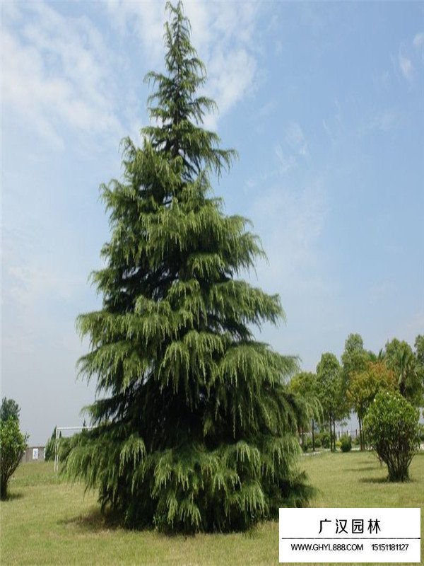 雪松的介紹(圖1)