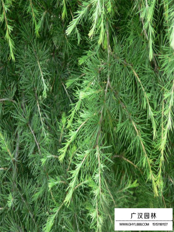 雪松的介紹(圖2)