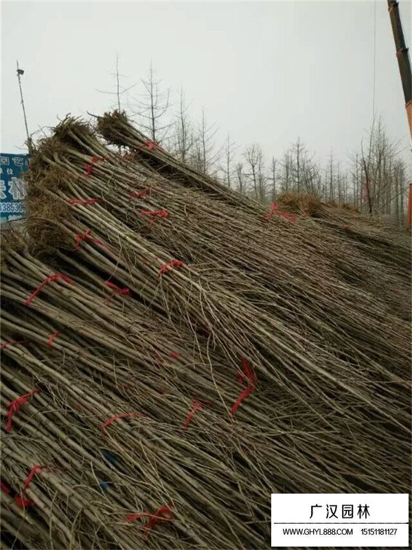 銀杏樹的簡介(圖3)